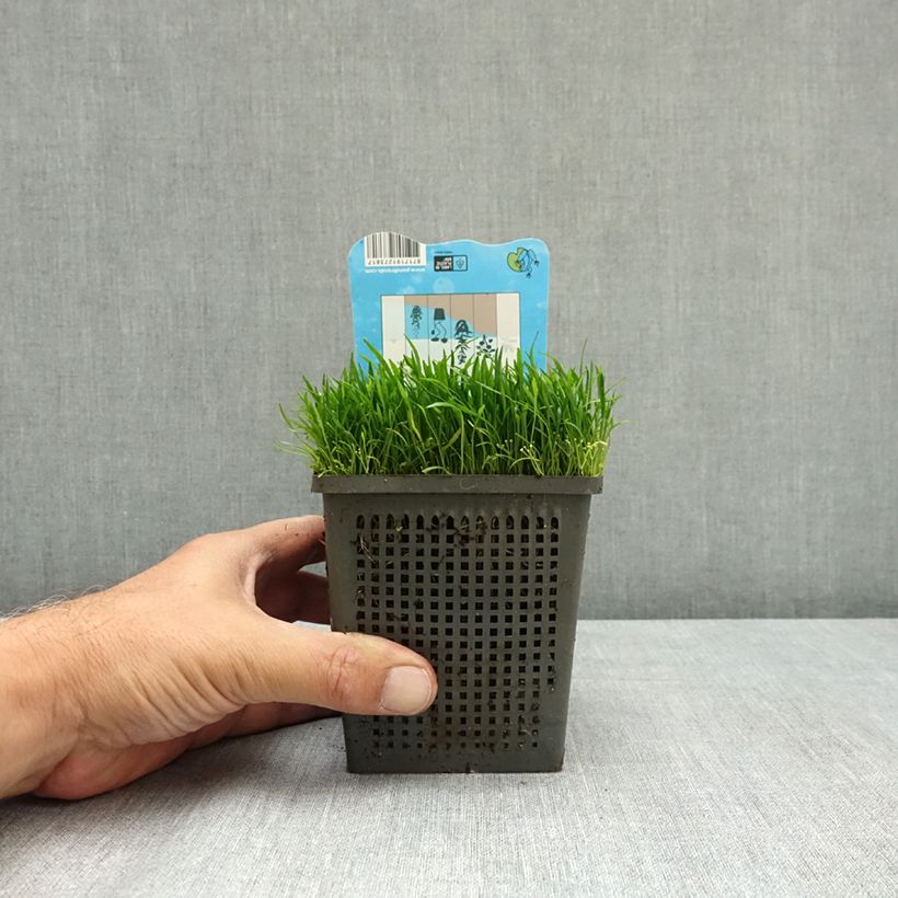 Lilaeopsis brasiliensis 1L/1.5L pot sample as delivered in summer