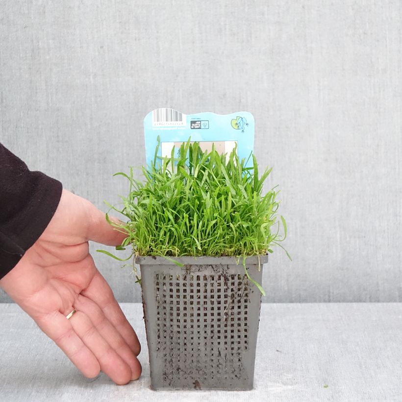 Lilaeopsis brasiliensis 1L/1.5L pot sample as delivered in spring