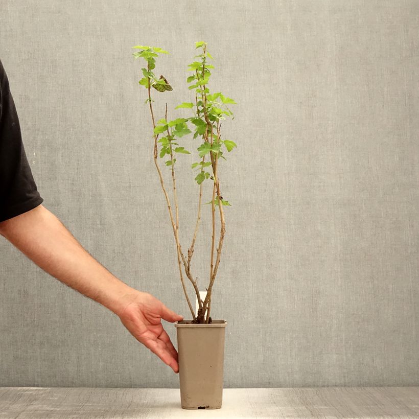 Syringa pinnatifolia - Lilac 4L/5L pot sample as delivered in summer