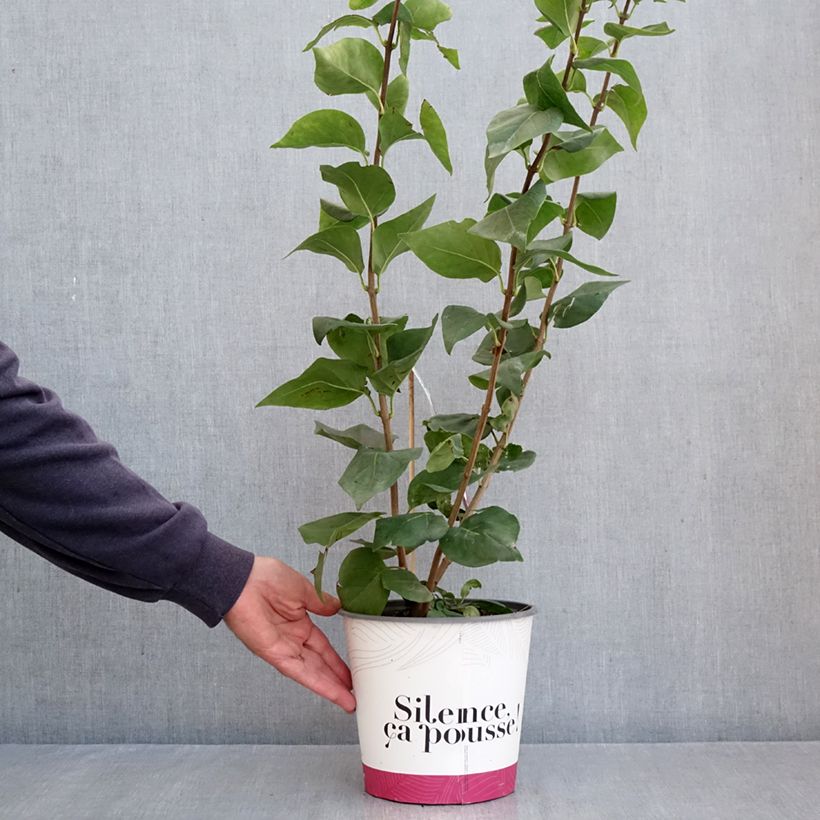 Syringa x hyacinthiflora Maidens Blush - Lilac 4L/5L pot sample as delivered in autumn