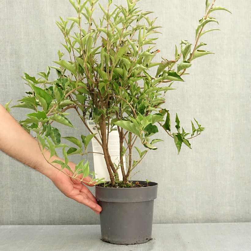 Syringa patula Dream Cloud - Korean Lilac 3L/4L pot sample as delivered in summer
