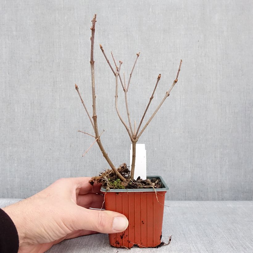 Syringa josikae 8/9 cm pot sample as delivered in winter