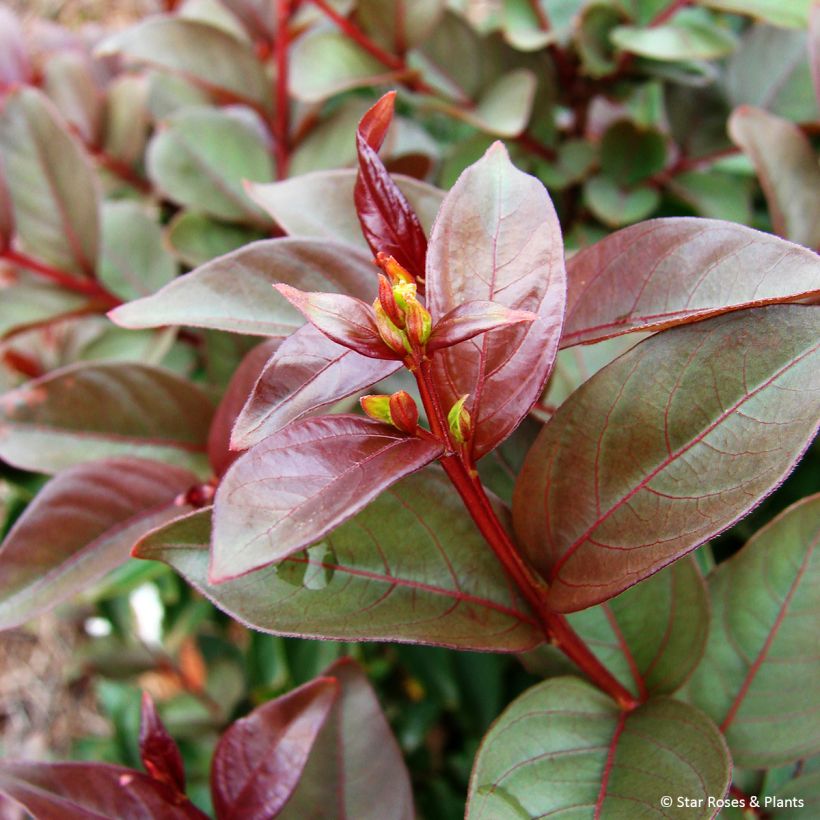 Lagerstroemia Enduring White - Crape Myrtle (Foliage)