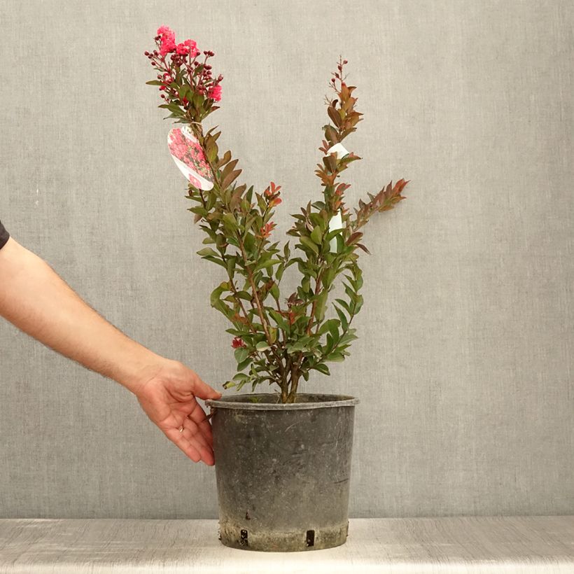 Lagerstroemia indica Berry Dazzle - Crape Myrtle 7.5L/10L pot sample as delivered in summer