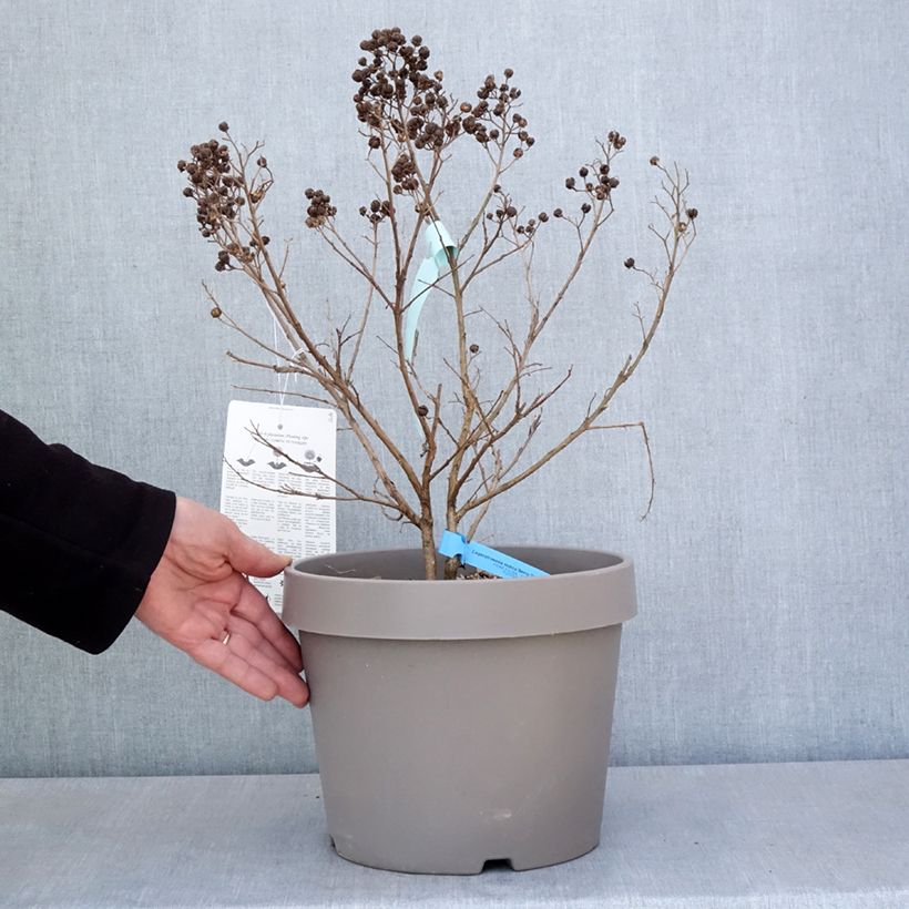 Lagerstroemia indica Berry Dazzle - Crape Myrtle 7.5L/10L pot sample as delivered in spring