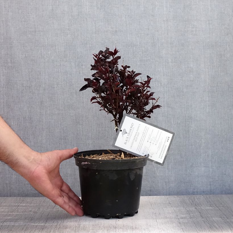 Lagerstroemia indica Black Solitaire Best Red - Crape Myrtle 3L/4L pot, Bush sample as delivered in summer