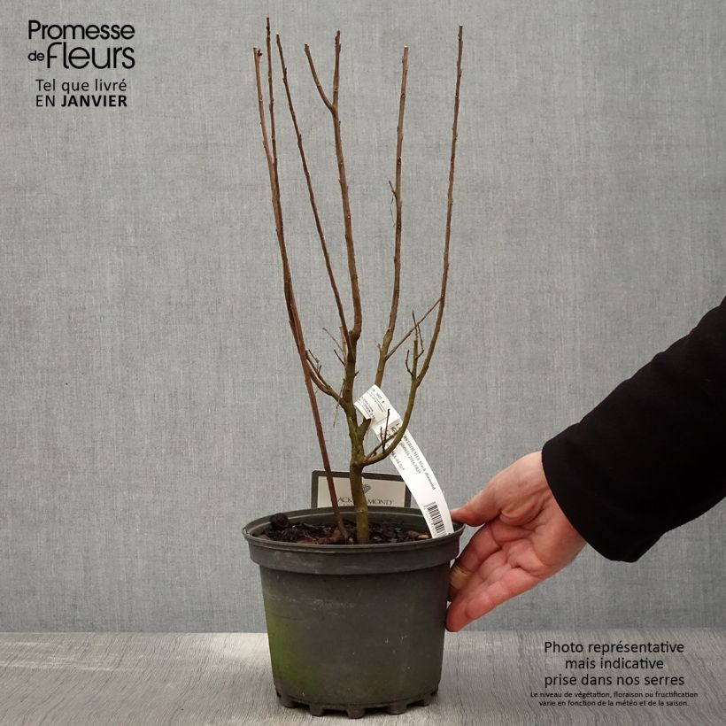 Lagerstroemia indica Black Solitaire Best Red - Crape Myrtle 3L/4L pot sample as delivered in winter