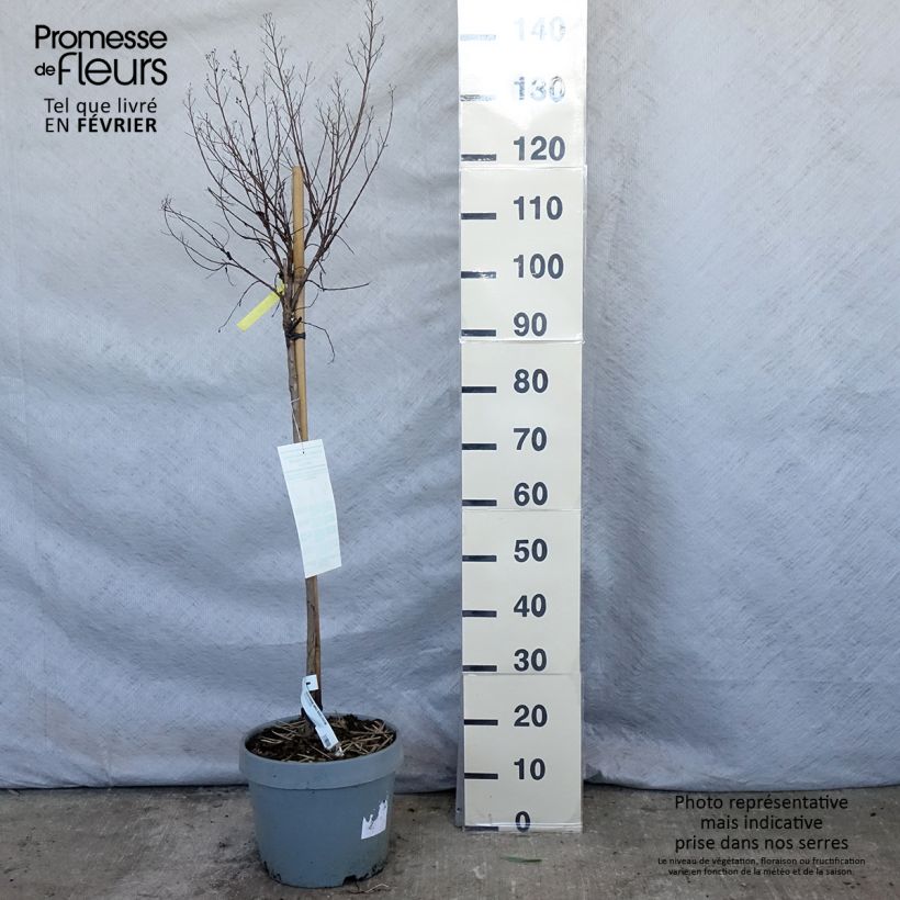 Lagerstroemia indica Play It Again Double Feature - Crape Myrtle 7.5L/10L pot sample as delivered in winter