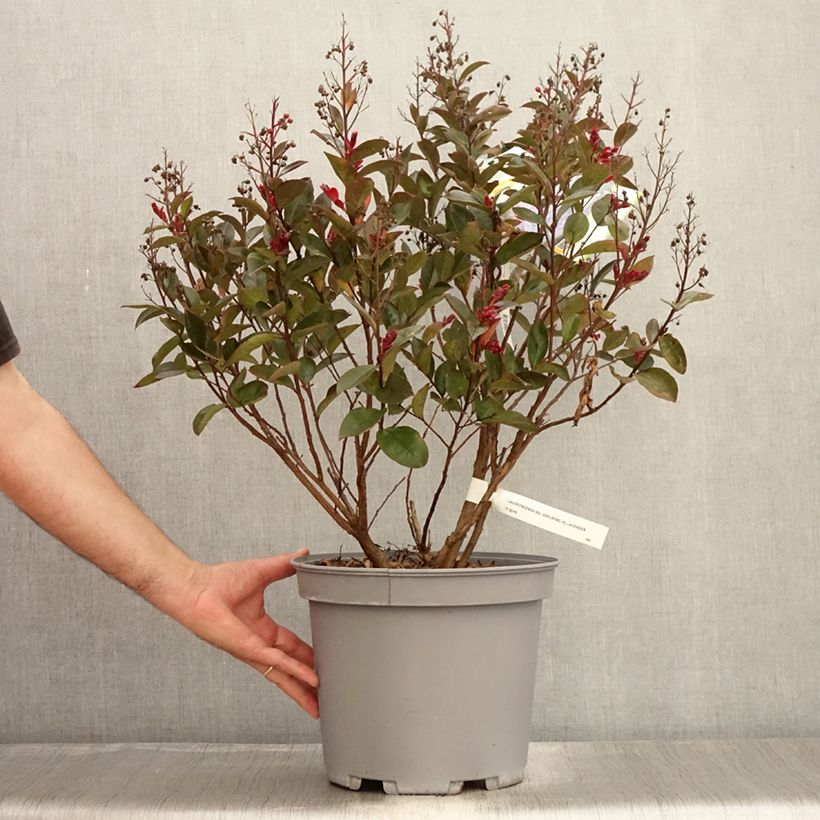 Lagerstroemia Enduring Summer Lavender - Crape Myrtle 7.5L/10L pot sample as delivered in summer