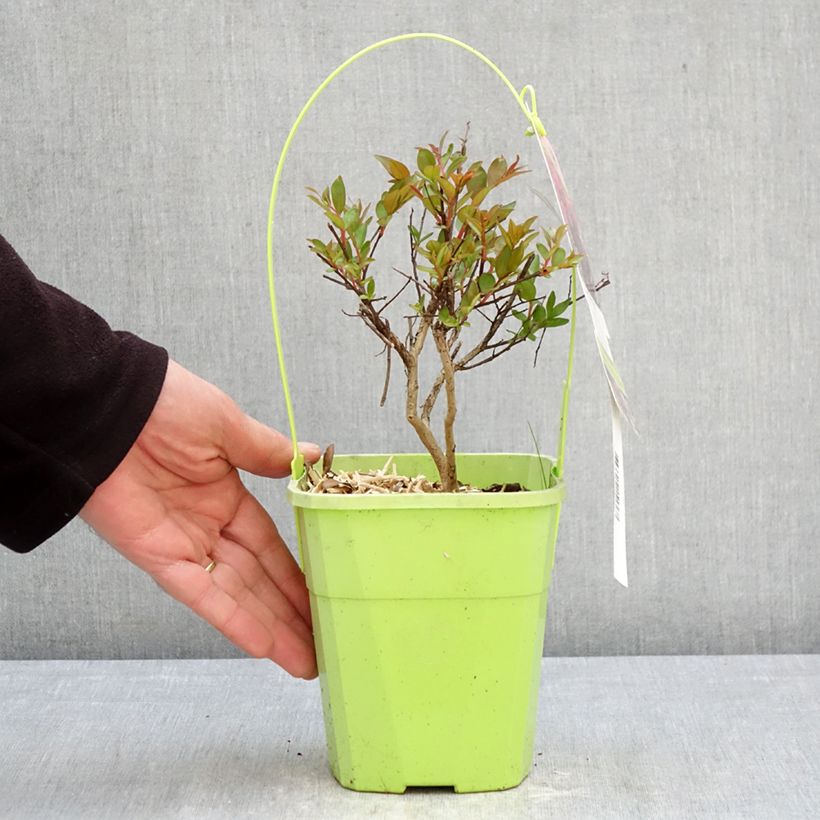 Lagerstroemia indica Girl with Love - Crape Myrtle 2L/3L pot sample as delivered in spring