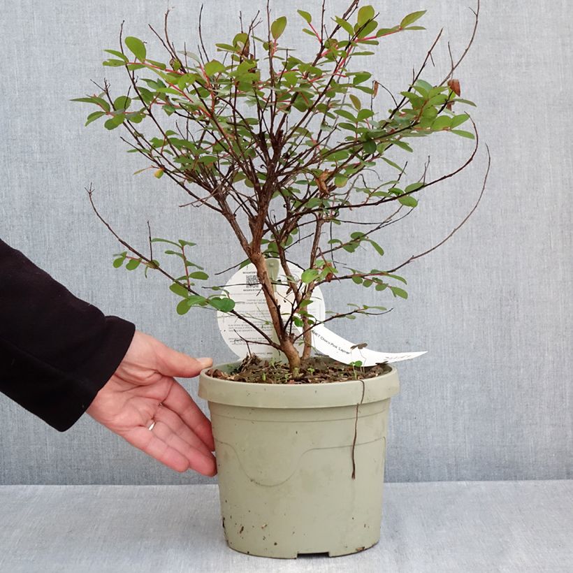 Lagerstroemia indica Gourmet Choco Pink - Crape Myrtle 4L/5L pot sample as delivered in autumn