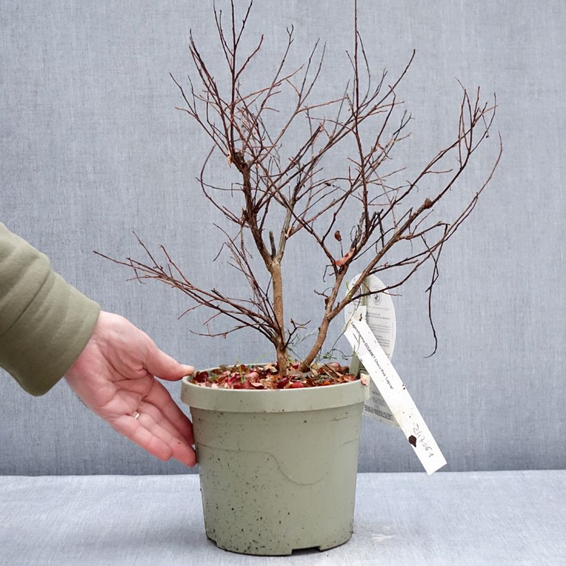 Lagerstroemia indica Gourmet Choco Pink - Crape Myrtle 4L/5L pot sample as delivered in winter