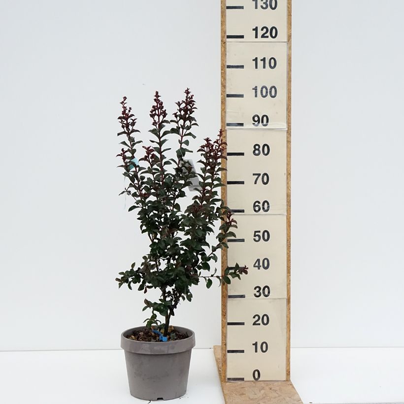 Lagerstroemia indica Rhapsody In Blue - Crape Myrtle 7.5L/10L pot, Bush sample as delivered in summer