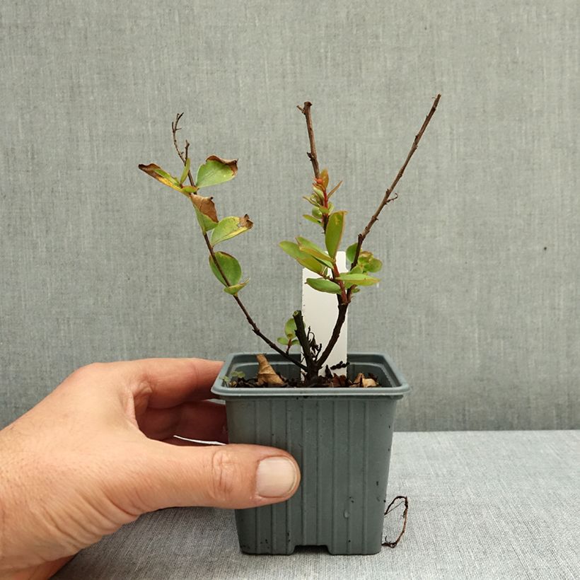 Lagerstroemia indica With Love Virgin - Crape Myrtle 8/9 cm pot sample as delivered in autumn