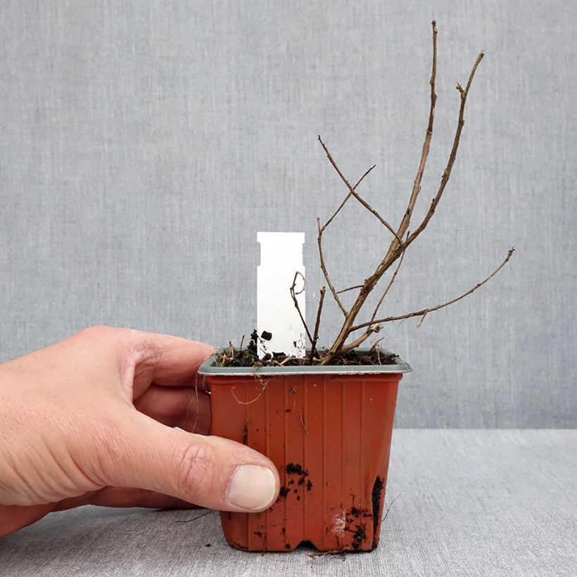 Lagerstroemia indica With Love Babe - Crape Myrtle 8/9 cm pot sample as delivered in spring