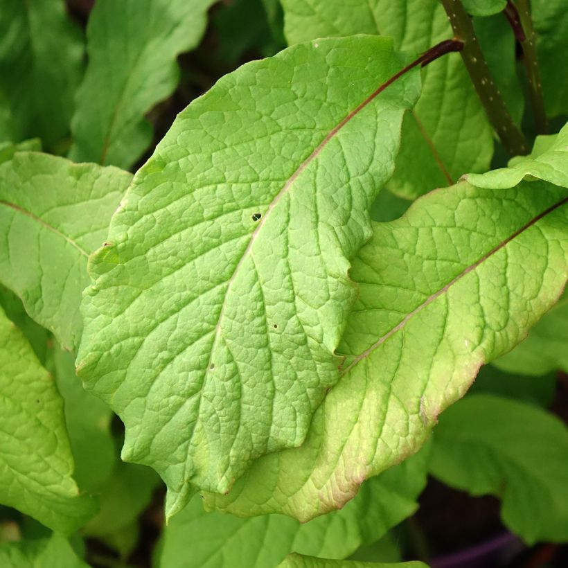 Syringa prestoniae Pinktini - Lilac (Foliage)