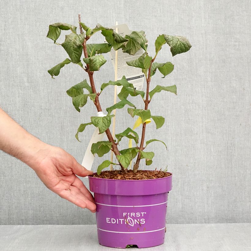 Syringa prestoniae Pinktini - Lilac 3L/4L pot sample as delivered in autumn