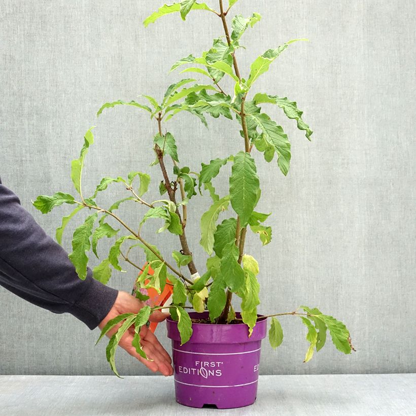 Lilas hybride Pinktini - Syringa x prestoniae  Pot de 3L/4L sample as delivered in summer