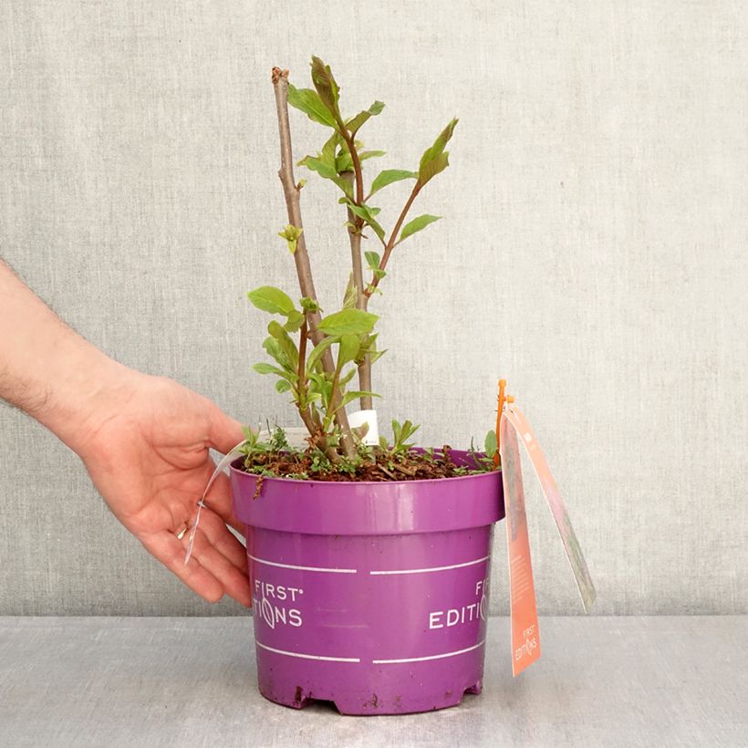 Syringa prestoniae Pinktini - Lilac 3L/4L pot sample as delivered in spring