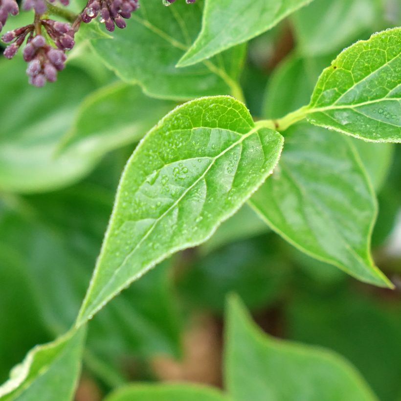 Syringa Baby Kim® - Dwarf Lilac (Foliage)