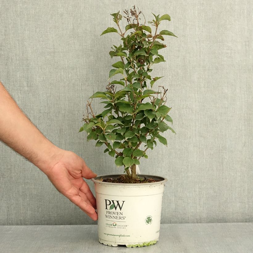 Lilas nain - Syringa Baby Kim Pot de 3L/4L sample as delivered in summer