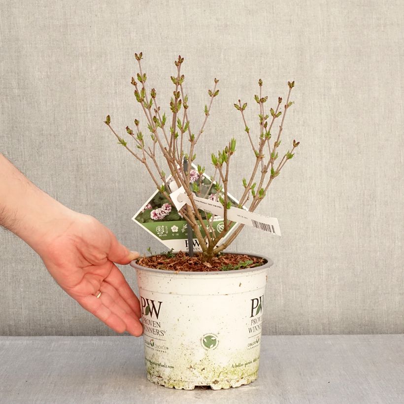 Syringa Baby Kim® - Dwarf Lilac 3L/4L pot sample as delivered in winter