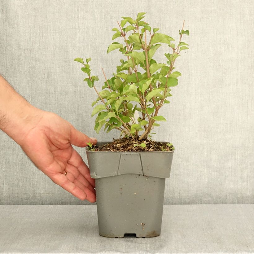 Syringa meyeri Flowerfesta Pink - Lilac 2L/3L pot sample as delivered in summer
