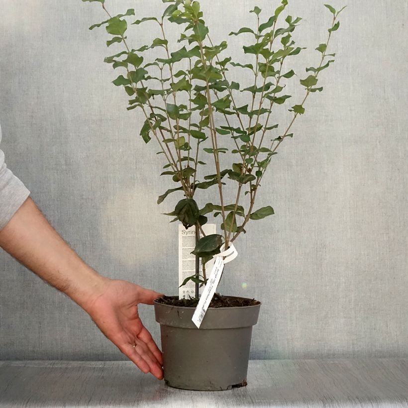 Syringa meyeri Flowerfesta Purple - Lilac 3L/4L pot sample as delivered in autumn