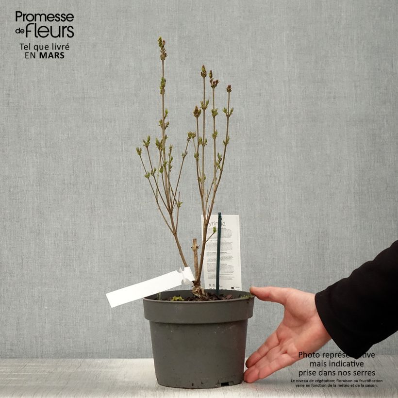 Syringa meyeri Flowerfesta White - Lilac 3L/4L pot sample as delivered in spring