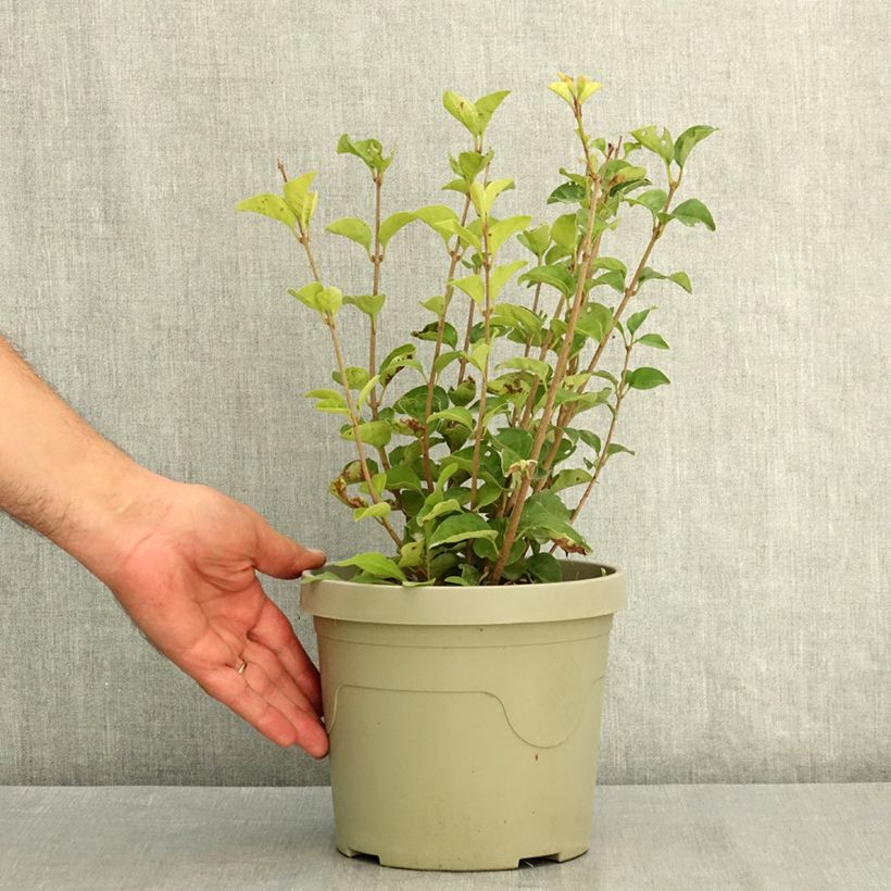 Lilas nain - Syringa meyeri Little Rosie Pot de 3L/4L sample as delivered in summer