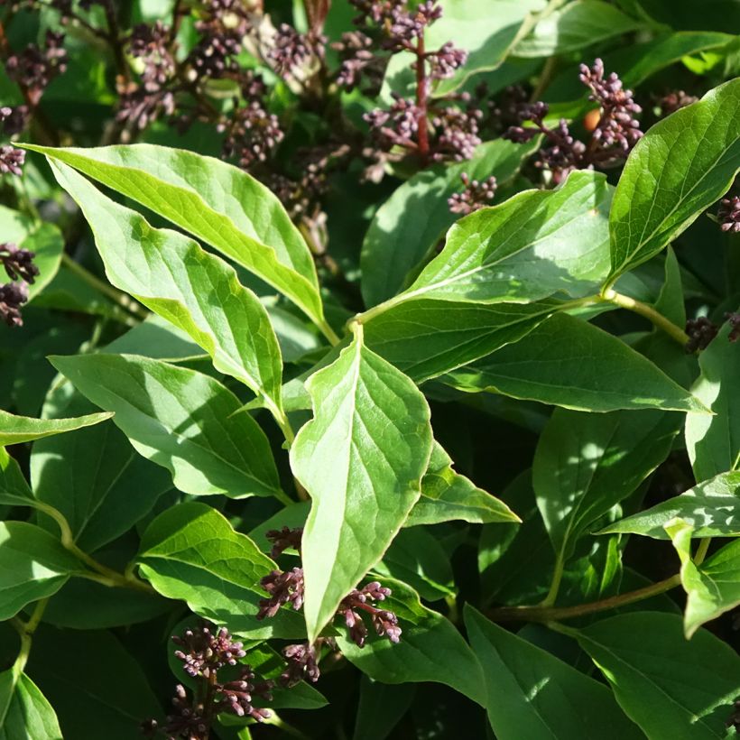 Syringa Little Lady - Lilac (Foliage)