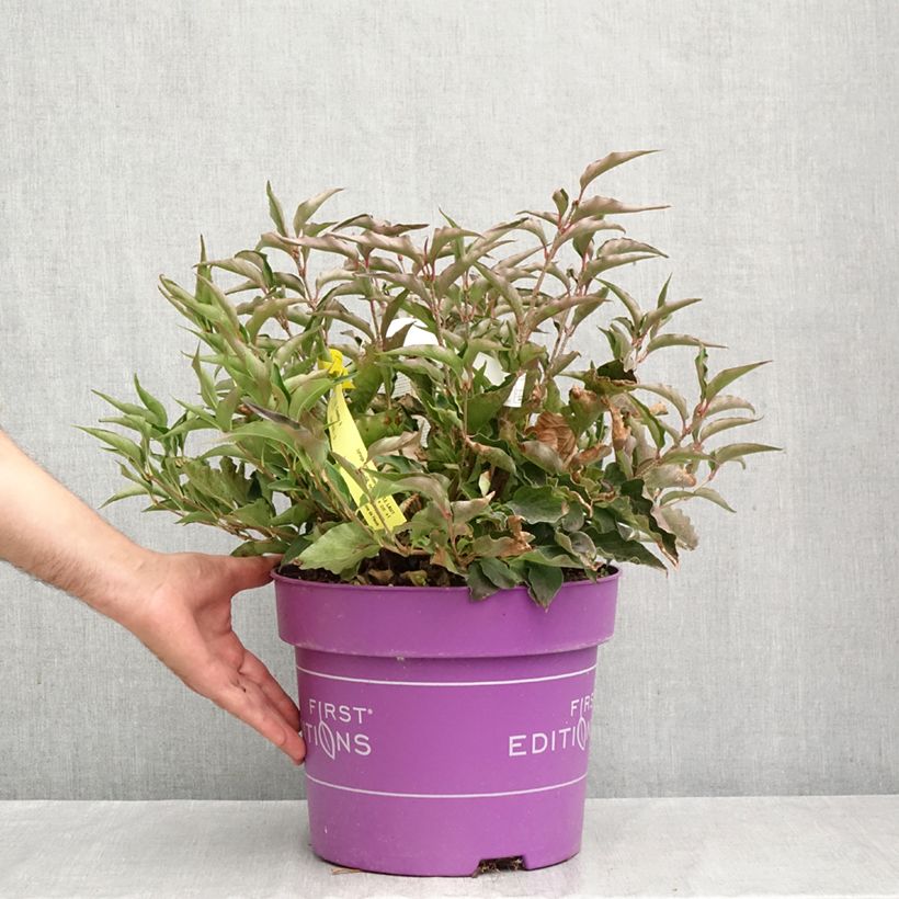 Syringa Little Lady - Lilac 7.5L/10L pot sample as delivered in autumn