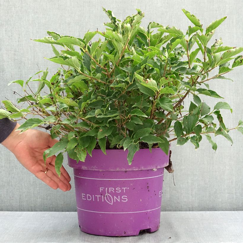 Lilas - Syringa Little Lady Pot de 7,5L/10L sample as delivered in summer