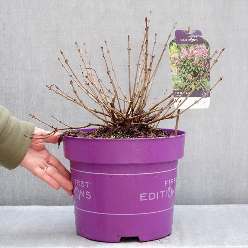 Syringa Little Lady - Lilac 7.5L/10L pot sample as delivered in winter