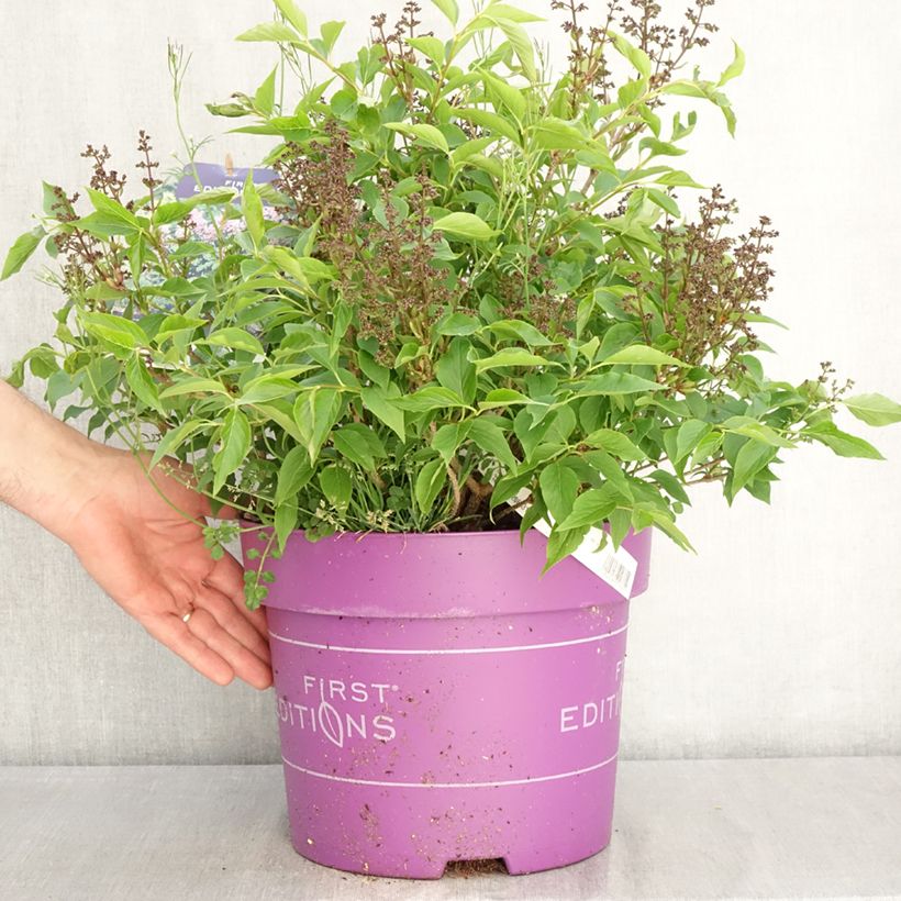 Syringa Little Lady - Lilac 7.5L/10L pot sample as delivered in spring
