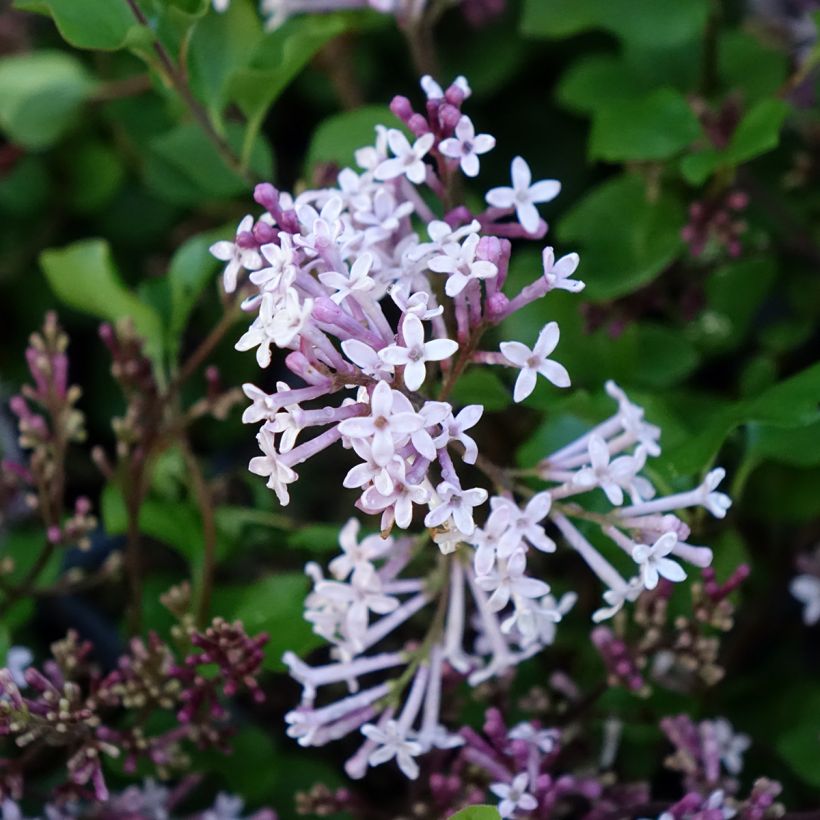 Syringa meyeri Palibin - Lilac (Flowering)