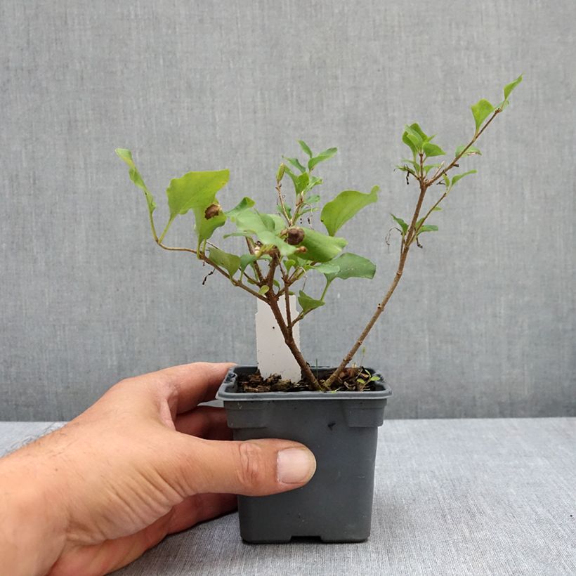 Syringa meyeri Palibin - Lilac 8/9 cm pot sample as delivered in summer