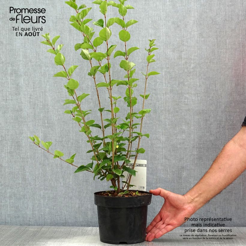 Syringa meyeri  microphylla Tinkerbelle - Lilac 2L/3L pot sample as delivered in summer