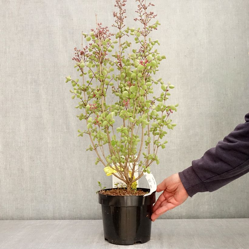 Syringa meyeri  microphylla Tinkerbelle - Lilac 2L/3L pot sample as delivered in spring