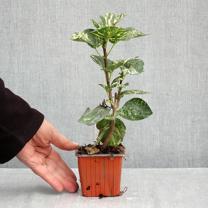 Syringa vulgaris Aucubaefolia 8/9 cm pot sample as delivered in autumn