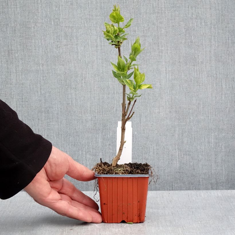 Syringa vulgaris Aucubaefolia 8/9 cm pot sample as delivered in spring