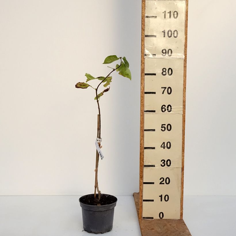 Syringa vulgaris Aucubaefolia 4L/5L pot sample as delivered in autumn