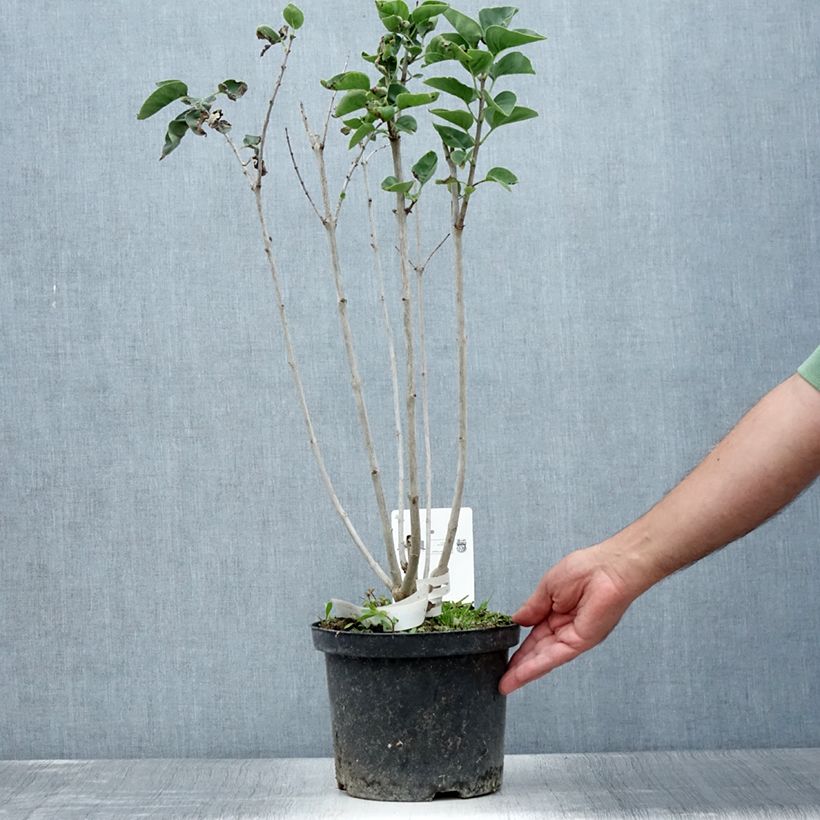 Syringa vulgaris Belle de Moscou - Common Lilac 4L/5L pot sample as delivered in summer