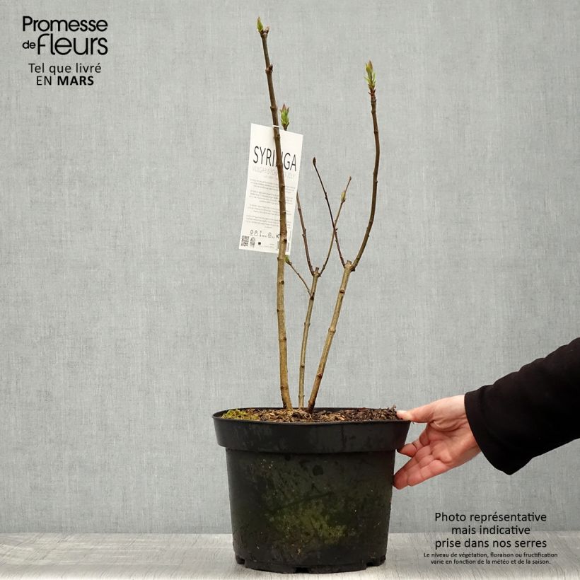 Syringa vulgaris Charles Joly - Common Lilac 7.5L/10L pot sample as delivered in spring