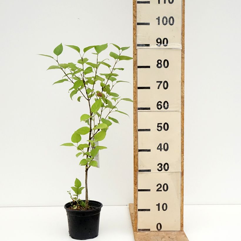 Syringa vulgaris Charles Joly - Common Lilac 2L/3L pot sample as delivered in summer