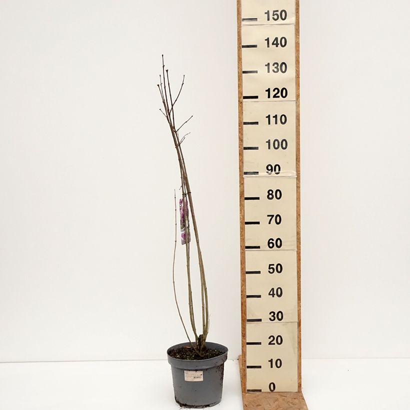 Syringa vulgaris Charles Joly - Common Lilac 7.5L/10L pot sample as delivered in autumn