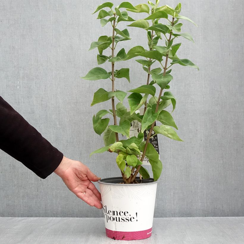 Syringa vulgaris Dentelle dAnjou - Common Lilac 4L/5L pot sample as delivered in autumn