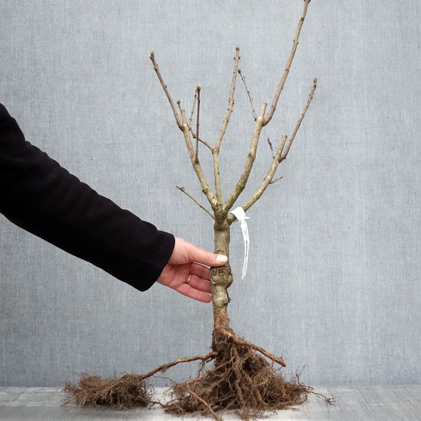 Syringa vulgaris Katherine Havemeyer - Common Lilac Bare root sample as delivered in winter