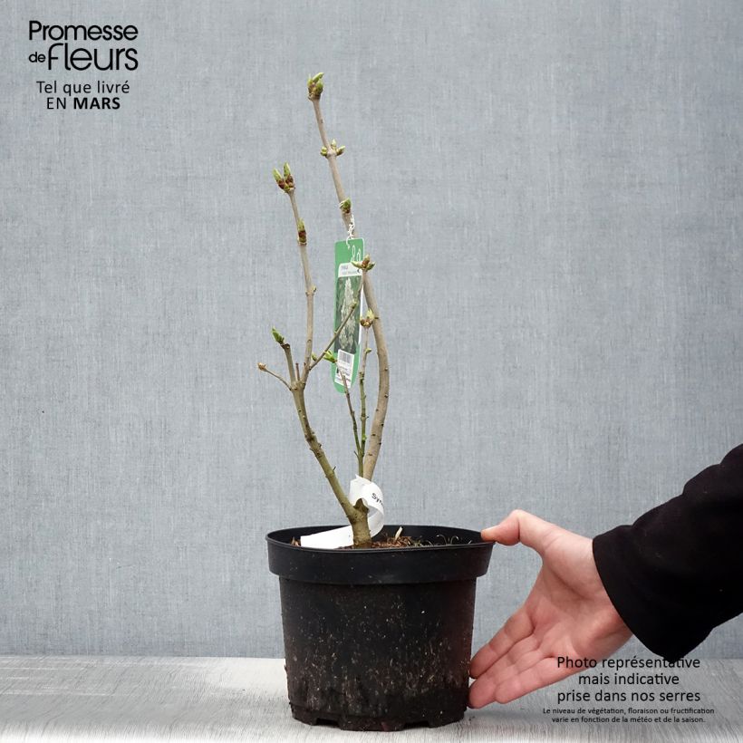Syringa vulgaris Madame Lemoine - Common Lilac 3L/4L pot sample as delivered in spring