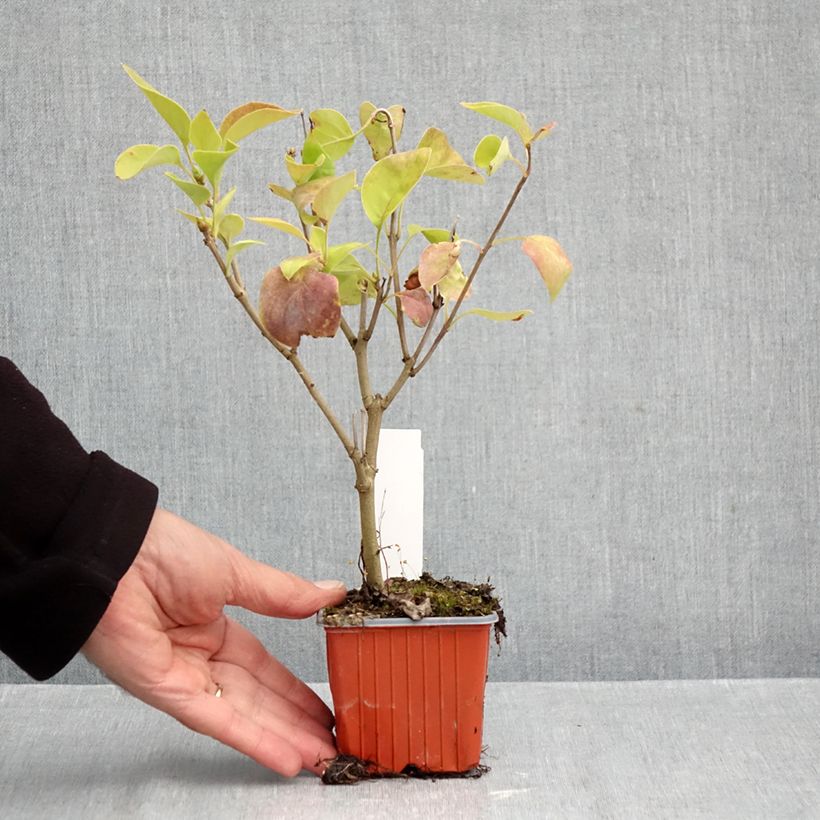 Syringa vulgaris Nadezhda 8/9 cm pot sample as delivered in autumn